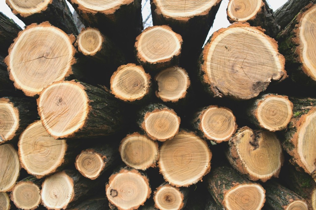 A stack of freshly cut tree trunks with the round cut ends and growth rings facing the camera