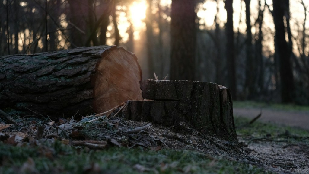 A freshly cut log lying next to a tree stump in a forest at sunset