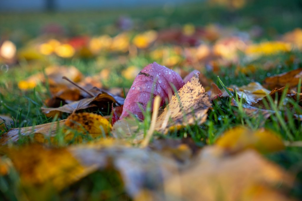 Fallen autumn leaves in red, orange and yellow lying on green grass